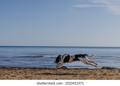 BLack And White Dog Running On The Beach By The Sea. 