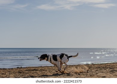 BLack And White Dog Running On The Beach By The Sea. 