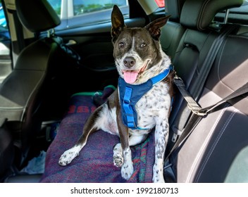 Black and white dog with safety harness sitting is the back seat of a car ready to go