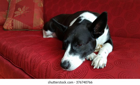 A Black And White Dog Sleeping On A Red Couch While Hiding Her Treat Under Her Body