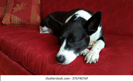 A Black And White Dog Sleeping On A Red Couch While Hiding Her Treat Under Her Body