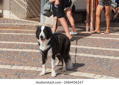 Black and white dog standing on a brick pavement, tethered by a leash. The background reveals of people, public outdoor setting. The dog presence brings a sense of life and interest to the urban scene - Powered by Shutterstock