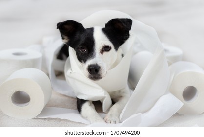 black and white dog with toilet rolls 