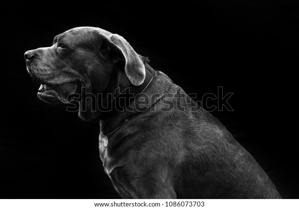 Black White Dog Transparent Background Stock Photo Edit Now