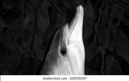 Black And White Dolphin Face As Bow-riding