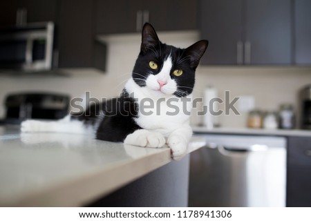 Black and white domestic cat lying on modern kitchen counter
