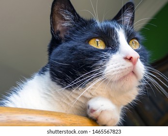 black and white domestic cat, a member of the family - Shutterstock ID 1465567823