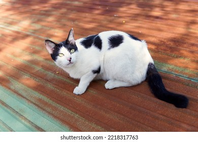 Black And White Domestic Cat Sitting On A Brown Rusty Green Roof,cat Sitting Looking Up With Sunlight Shining On Face,black And White Cat Portrait                            