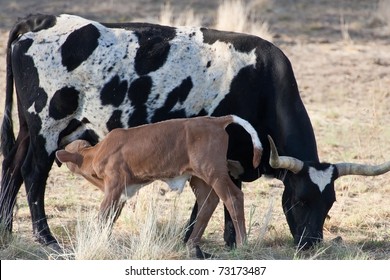 Stock Photo and Image Portfolio by Doyne and Margaret Loyd | Shutterstock