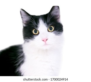 A black and white domestic medium haired cat with dilated pupils and its left ear tipped, indicating that it has been spayed or neutered and vaccinated as part of a Trap Neuter Return program