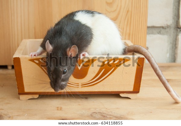 Black White Domestic Rat Sitting Wooden Animals Wildlife Stock