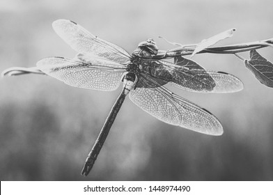 Black and white dragonfly sits on the wild herb with unfocused background. Close-up shot