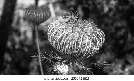 black and white dried flower, black and white, dried flower, monochrome photography, nature close-up, delicate plant, wildflower, intricate details, natural texture, fine art photography, dried flora - Powered by Shutterstock