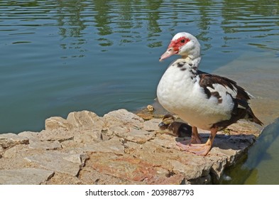 black and white duck alongside her little duckling