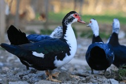 A Black And White Duck Stands In Front Of Three Other Ducks. The Duck Is The Only One With A Red Beak