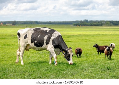 Black and white Dutch cow walking and eating grass on the green meadow with a group of sheeps on the side, Open farm with dairy cattle on the field in countryside farm, Netherlands.