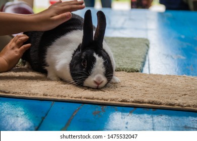 Black And White Dutch Rabbit At 4H Display At County Fair