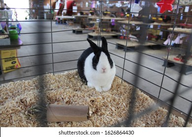 Black and white Dutch rabbit awaits judging in a cage at a county fair