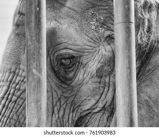 A Black And White Elephant Head Through The Bars Of A Zoo Cage.