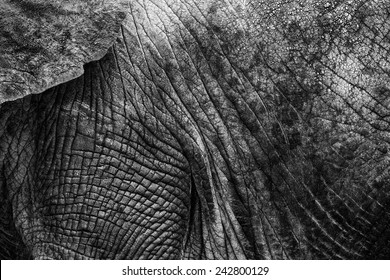 Black And White Elephant Skin High Contrast