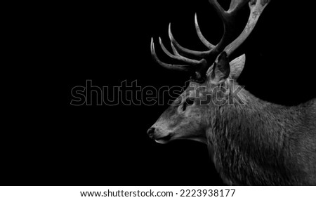 Similar – Ein wilder Rothirsch, Cervus elaphus, isoliert auf schwarzem Hintergrund