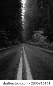 Black and white empty forest road through towering evergreen trees