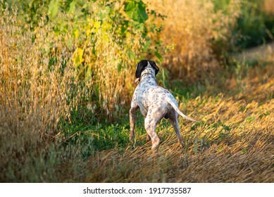 Black And White Engiish Pointer Is Pointing A Bird. Hunting Dog Pointing