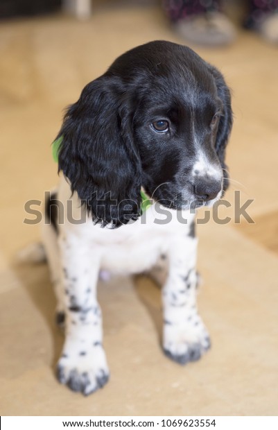 english spaniel black and white