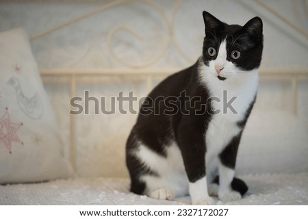 Black and white European Shorthair Cat sitting on the bed