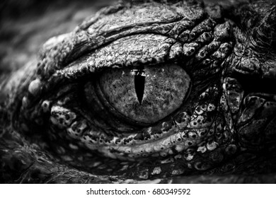 The Fierce Lizard Images Stock Photos Vectors Shutterstock