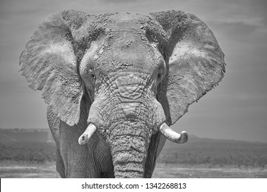 Elephant Noir Et Blanc Stock Photos Images Photography Shutterstock
