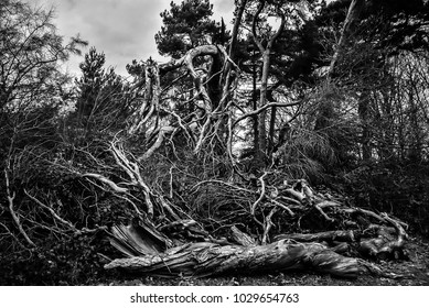 black and white fallen tree