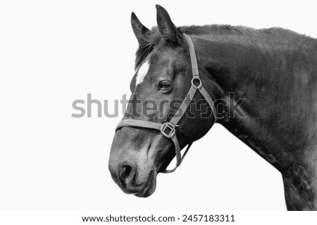 Similar – face of heinrich Horse