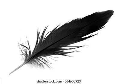 black and white feather on white background