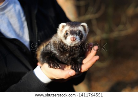 black and white ferret in the hands of a man