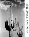 Black and white film image The Sonora desert in central Arizona USA with saguaro