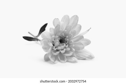 Black and white flower petal. Nature light delicate horizontal background. - Powered by Shutterstock