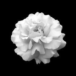 Czarno-biała Róża Kwiatowa. Blisko Izolowane Na Czarnym Tle