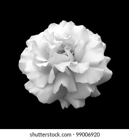 black and white flower rose. A close up isolated on a black background