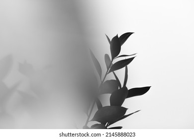 Black And White Flowers And Plants,flowers On White Background