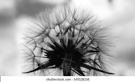 Black and white fluffy dandelion 