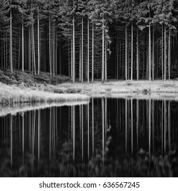 Black And White Forest In Calm Lake Reflection