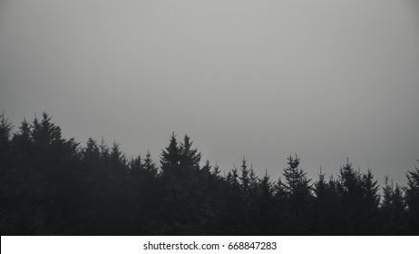 409,807 Black White Forest Landscape Images, Stock Photos & Vectors ...