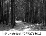 Black and white forest path through tall conifers. Quiet woodland trail with bare trunks and soft light. Nature background for hiking, travel, and ecology.