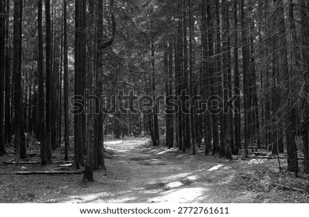 Black and white forest path through tall conifers. Quiet woodland trail with bare trunks and soft light. Nature background for hiking, travel, and ecology.