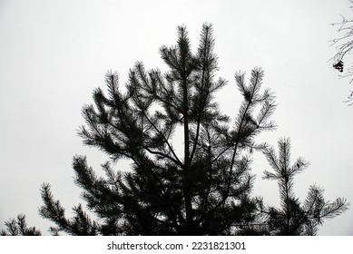 Black and white forest without foliage. Cloudy autumn day, it's raining. Many trees stand bare and without foliage, conifers still have greenery. From above, a heavy gray sky covered with clouds. - Shutterstock ID 2231821301