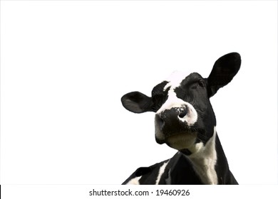 Black and white Friesian Cow on white background