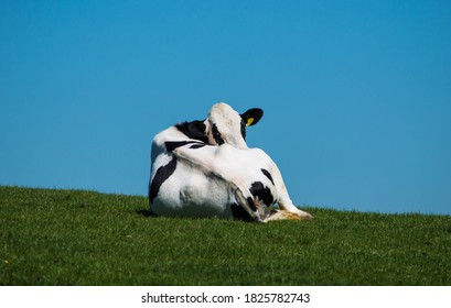 Black and white Friesian cow sat isolated on grass on a hot summer's day with blue sky and space for text or copy 