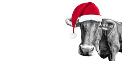 Black And White Fun Cow On White Background With A Santa Hat, Christmas Greeting Card