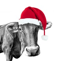 Black And White Fun Cow On White Background With A Santa Hat